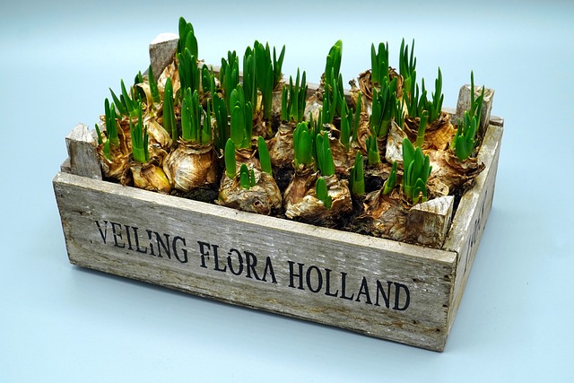 Tulipanløg: Den ultimative guide til plantning og pleje