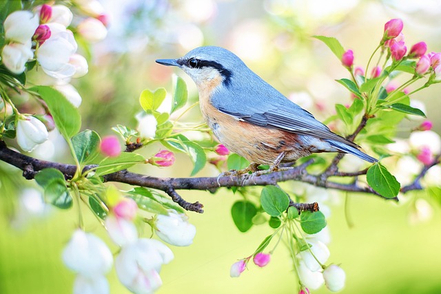 Fra blåmejse til solsort: Udforskning af de mest fascinerende fuglearter i danske haver