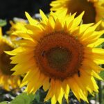 Gulvvarmemåtte: Hvordan det fungerer og hvilke fordele det giver