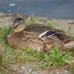 Digital black friday: Sådan scorer du de største online-tilbud