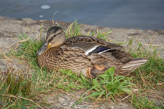 Ordbøger, apps og hjælpemidler: Din guide til krydsordsassistance